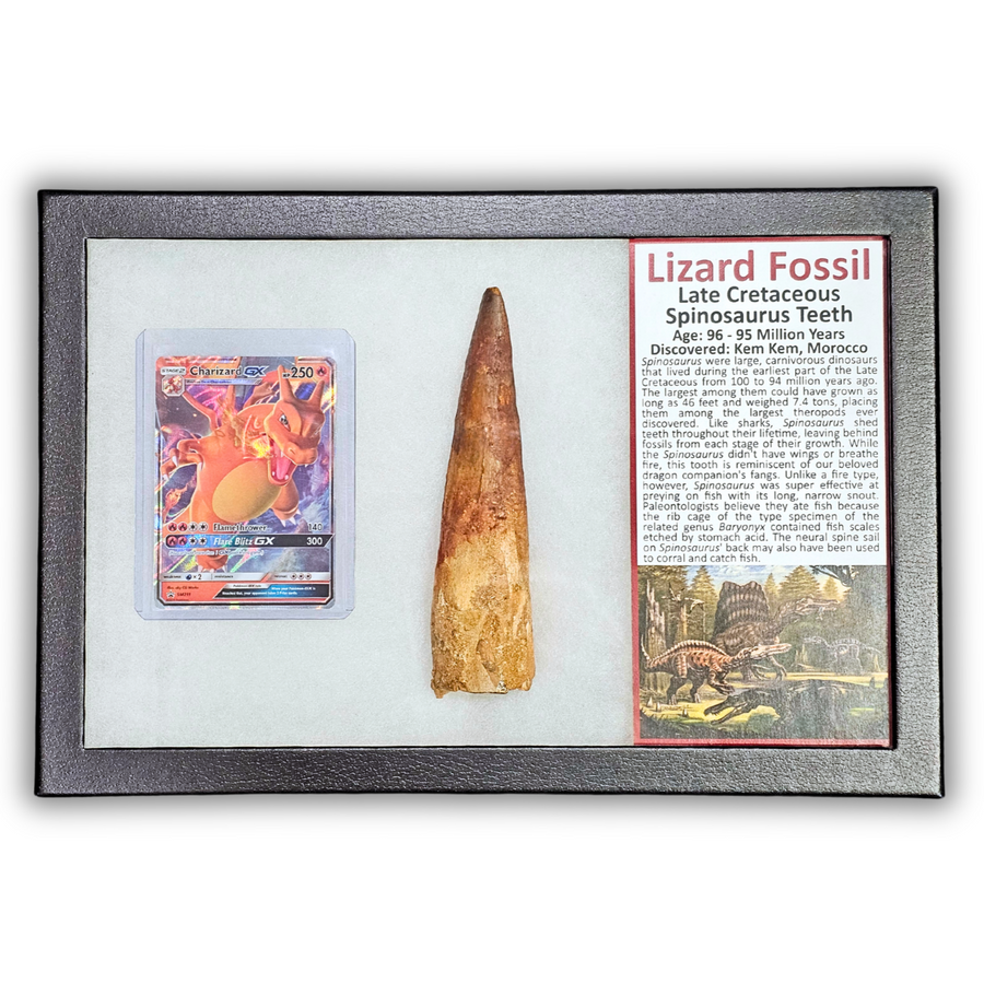 Pokémon Fossil Display - Charizard with Spinosaurus Tooth