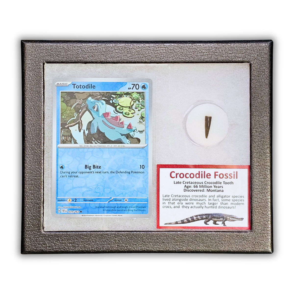 Pokémon Fossil Display - Totodile with Crocodile Tooth Fossil