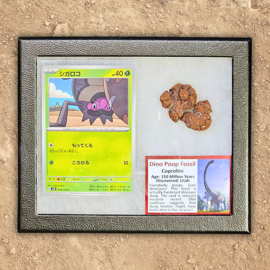 Pokémon Fossil Display - Rellor with Dinosaur Poop Fossil