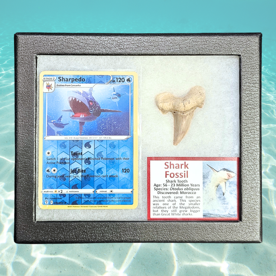 Pokémon Fossil Vitrine – Tohaido mit echtem Haifischzahn