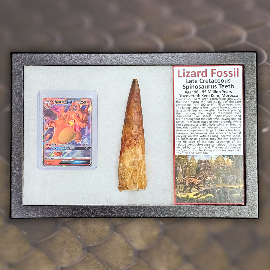 Pokémon Fossil Display - Charizard with Spinosaurus Tooth