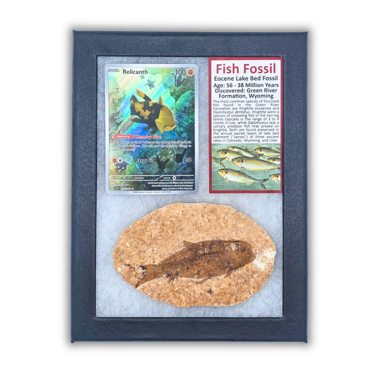 Pokémon Fossil Display - Relicanth Fish Fossil