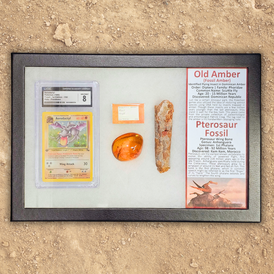 Pokémon Fossil Display - Graded 1st Edition Aerodactyl with Amber and Pterosaur Fossil