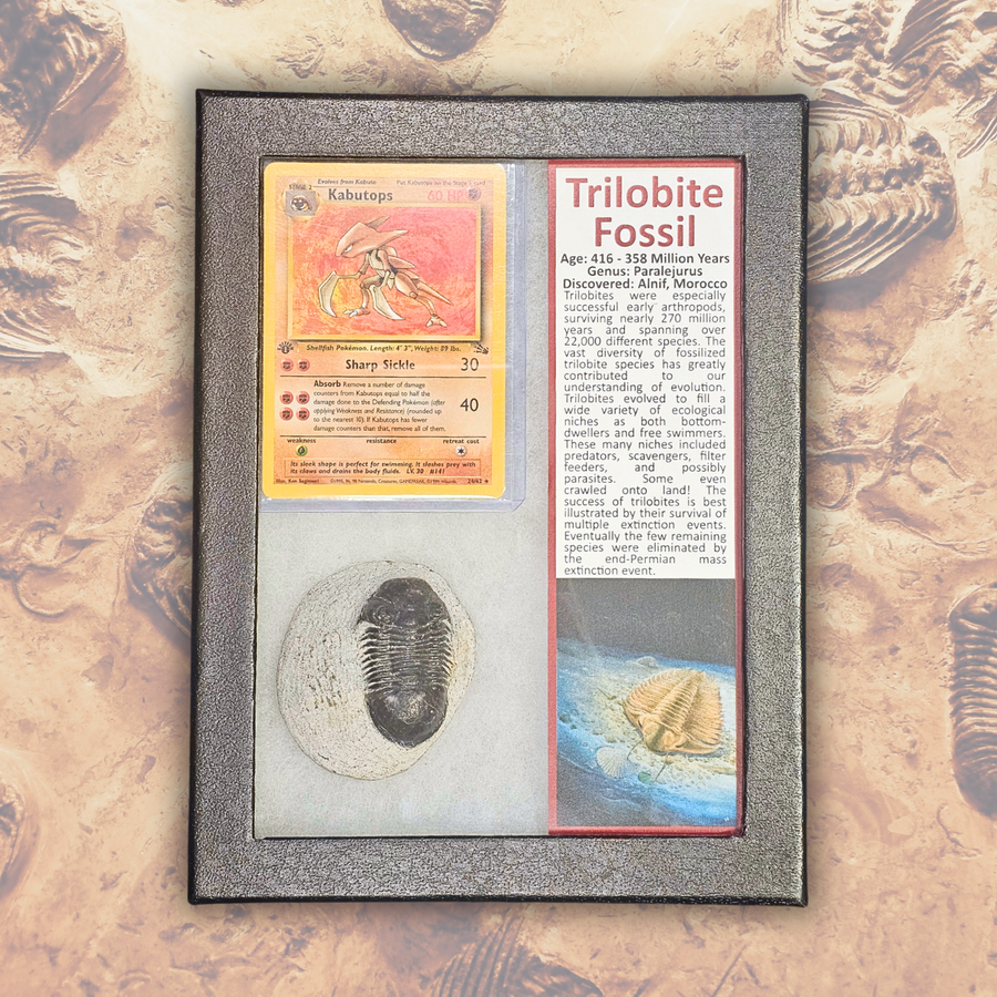 Pokémon Fossil Display - 1st Edition Kubutops with Trilobite Fossil