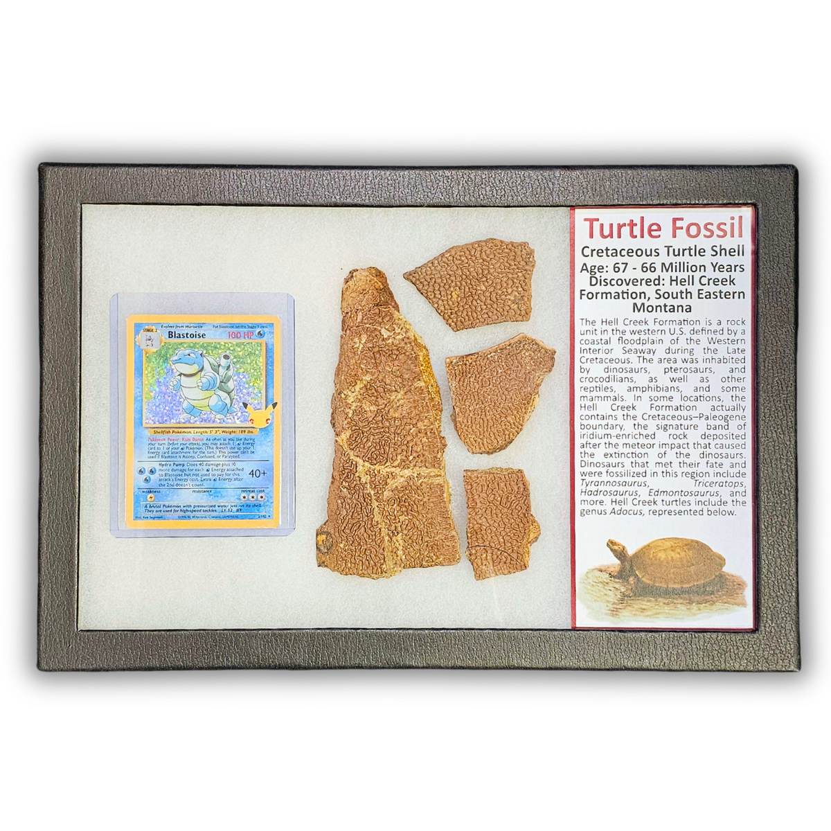 Pokémon Fossil Display - Blastoise with Turtle Shell Fossil