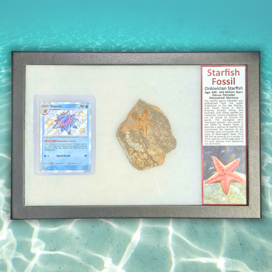 Pokémon Fossil Display - Starmie with Starfish Fossil