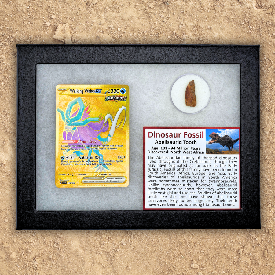 Pokémon Fossil Display - Walking Wake Abelisaurid Tooth