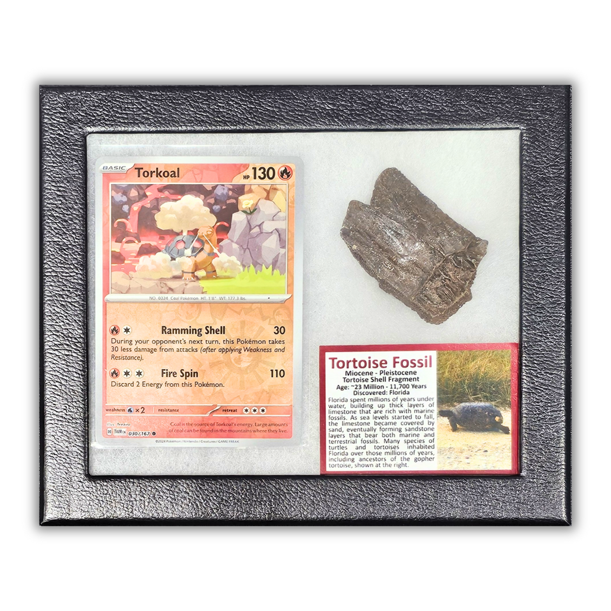 Pokémon Fossil Display - Torkoal with Tortoise Shell Fossil