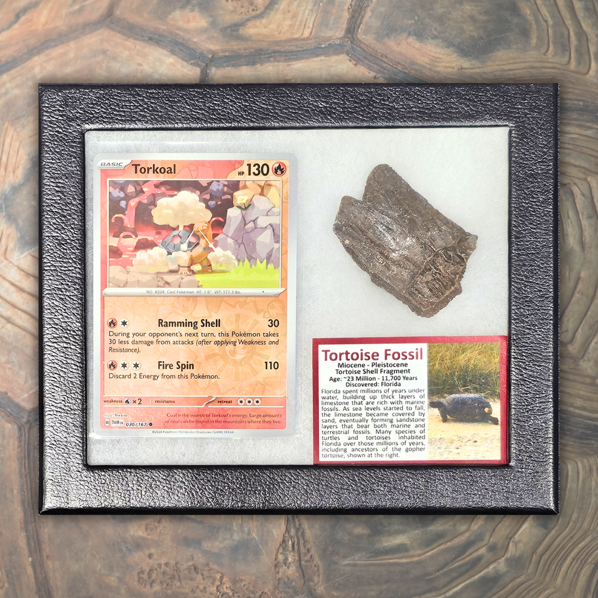 Pokémon Fossil Display - Torkoal with Tortoise Shell Fossil