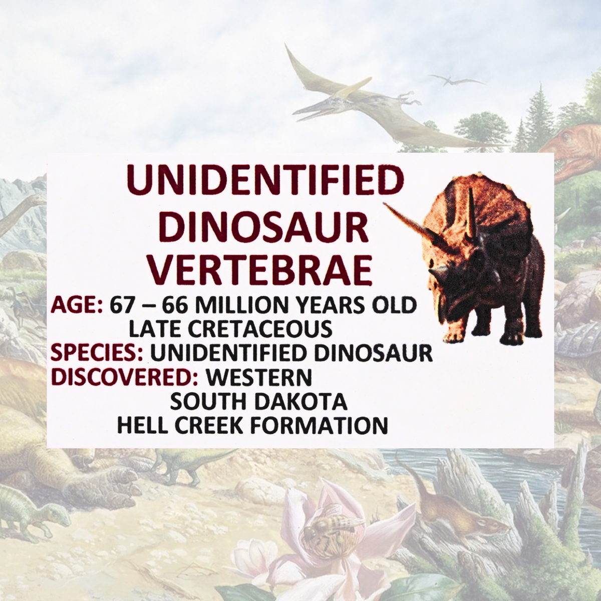 Unidentified Dinosaur Vertebrae Display