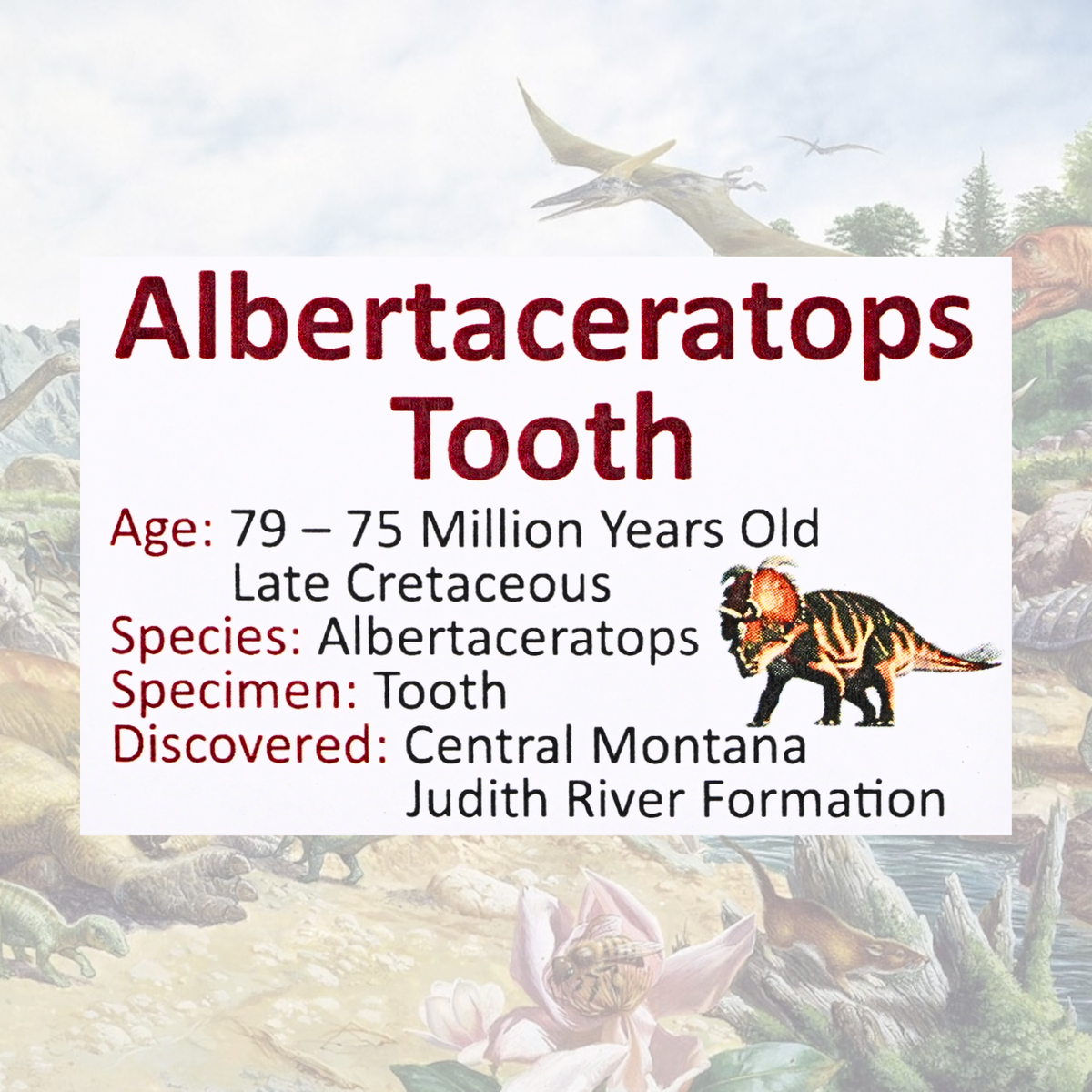 Albertaceratops Tooth Display