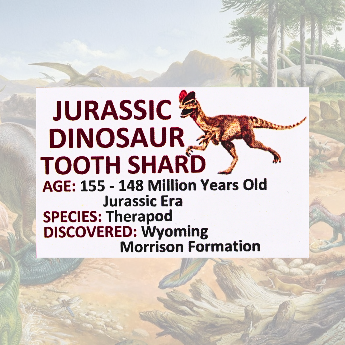 Jurassic Dinosaur Tooth Shard Display