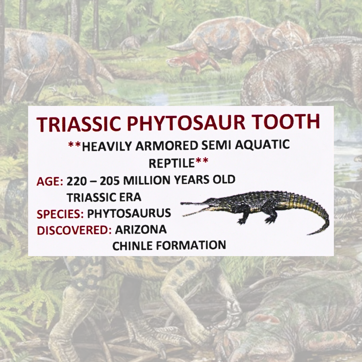 Triassic Phytosaur Tooth Display