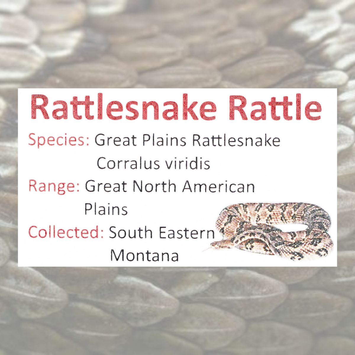 Rattlesnake Rattle Display