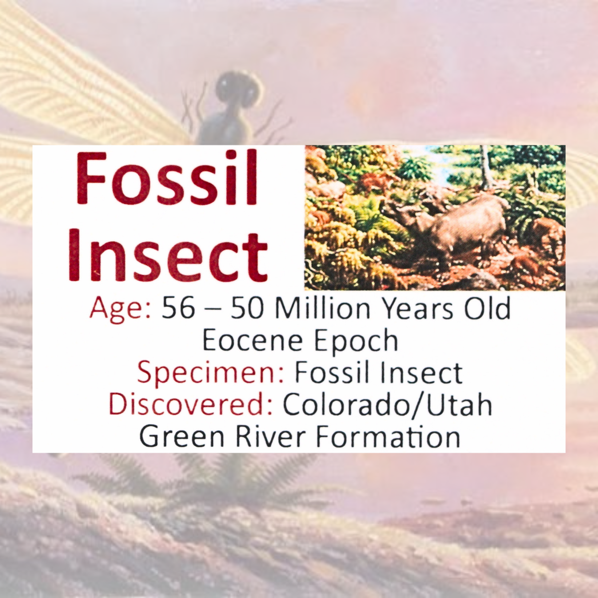Fossil Insect Display