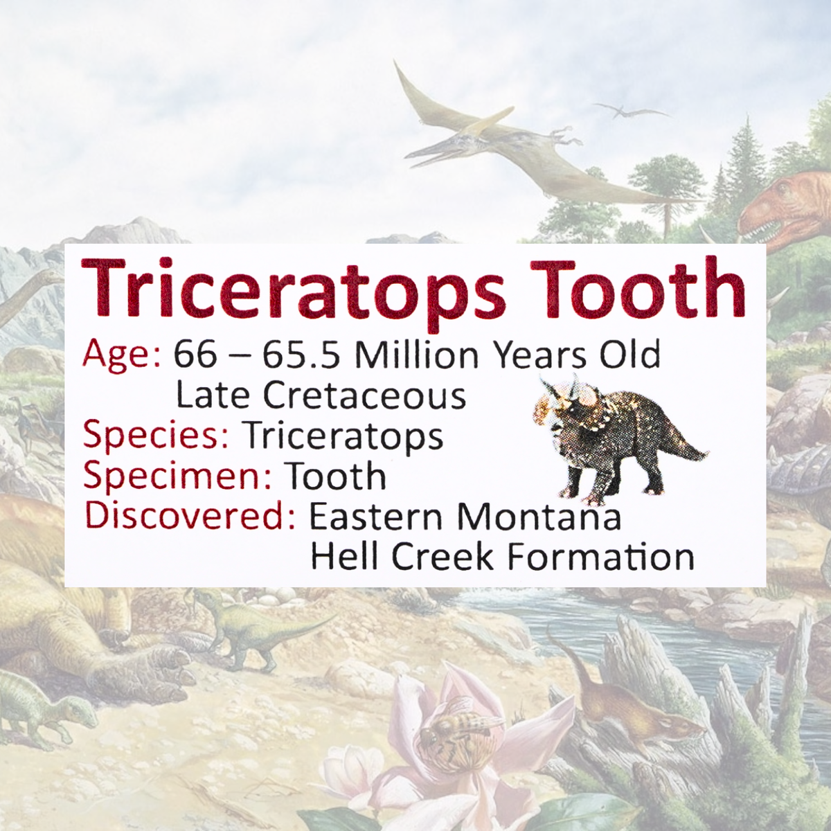 Triceratops Tooth Fossil Display