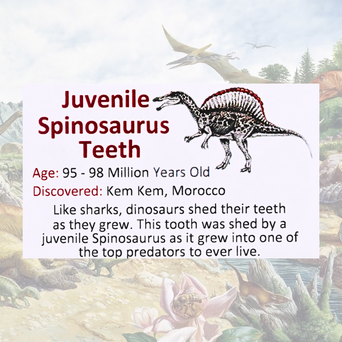 Juvenile Spinosaurus Teeth