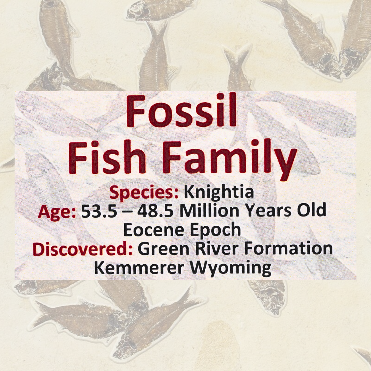 Fossil Fish Family Display
