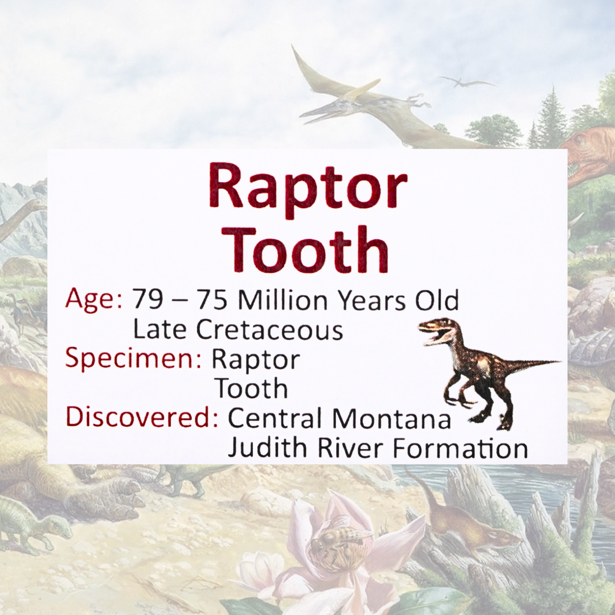 Raptor-Zahn-Fossil – Judith-River-Formation, Montana