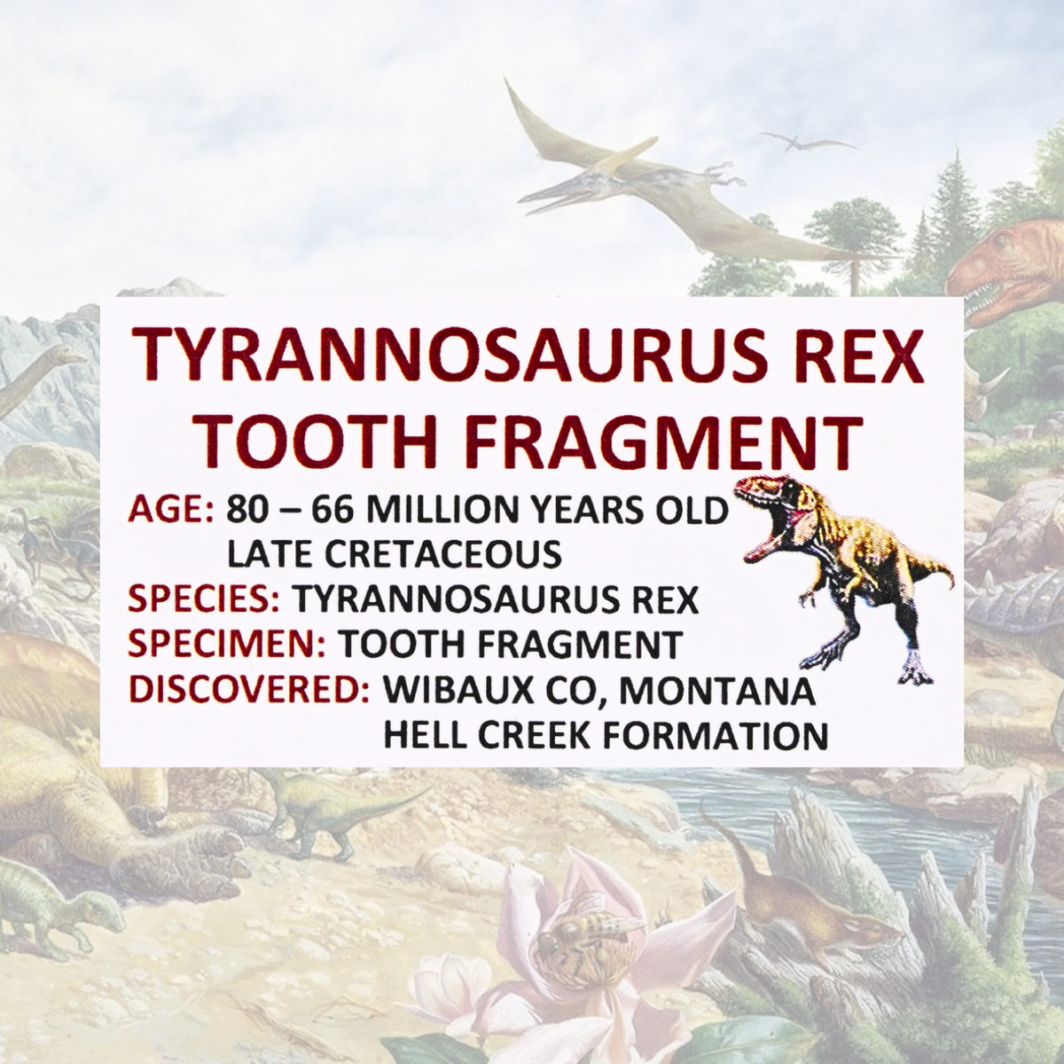 Tyrannosaurus Rex Tooth Fragment Display