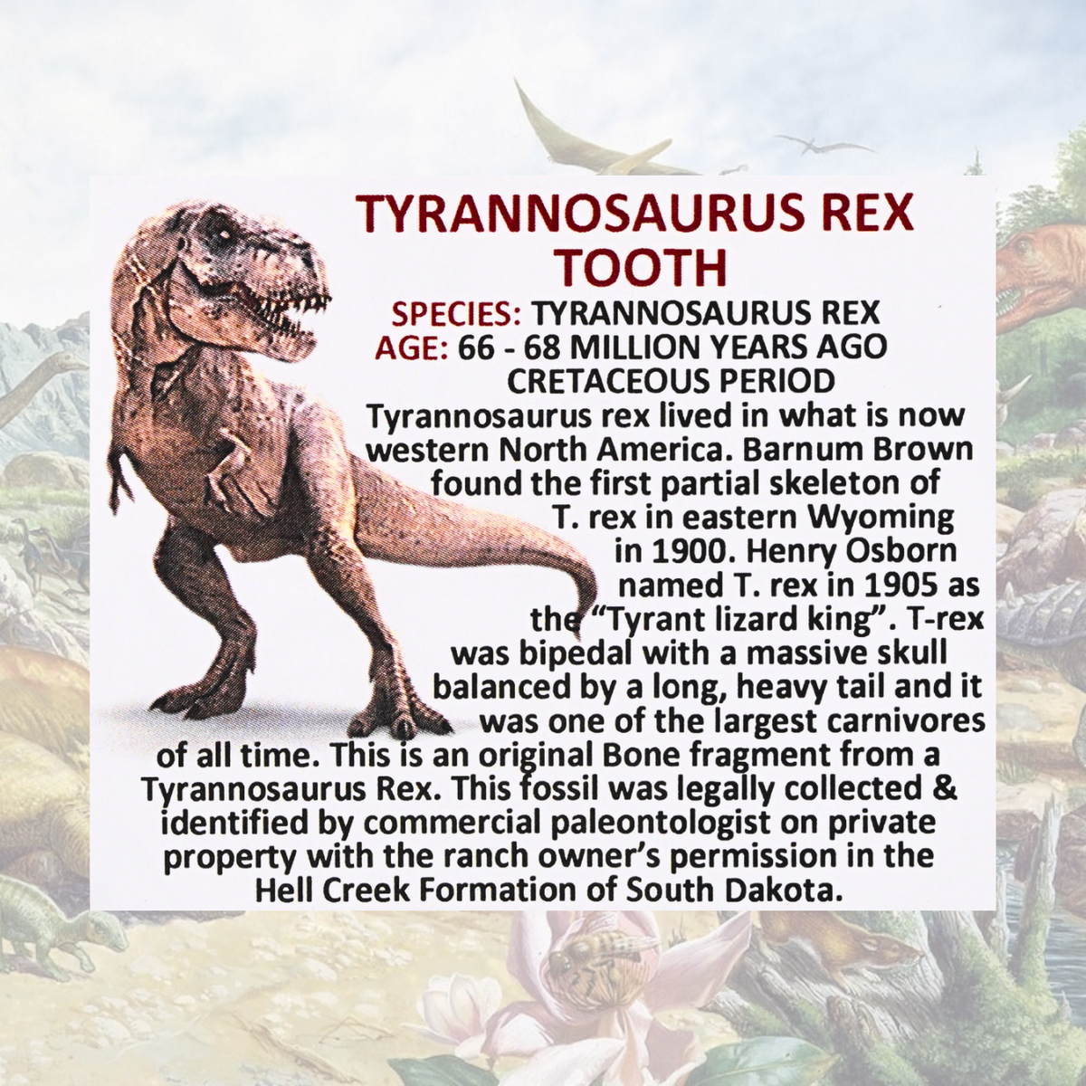 Tyrannosaurus Rex Tooth Display