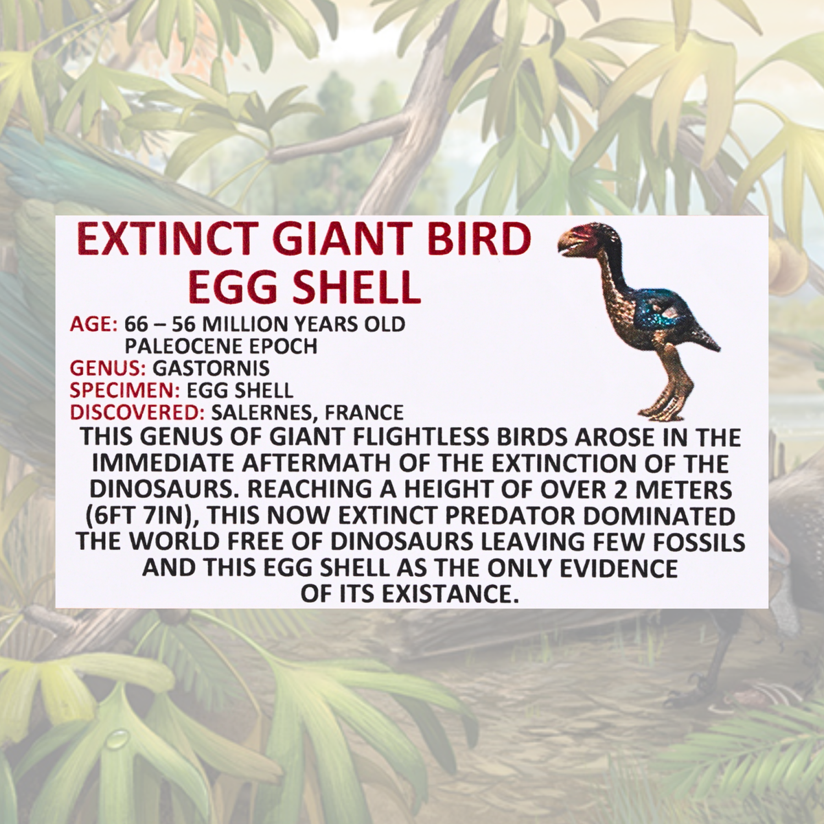 Extinct Giant Bird Eggshell Display
