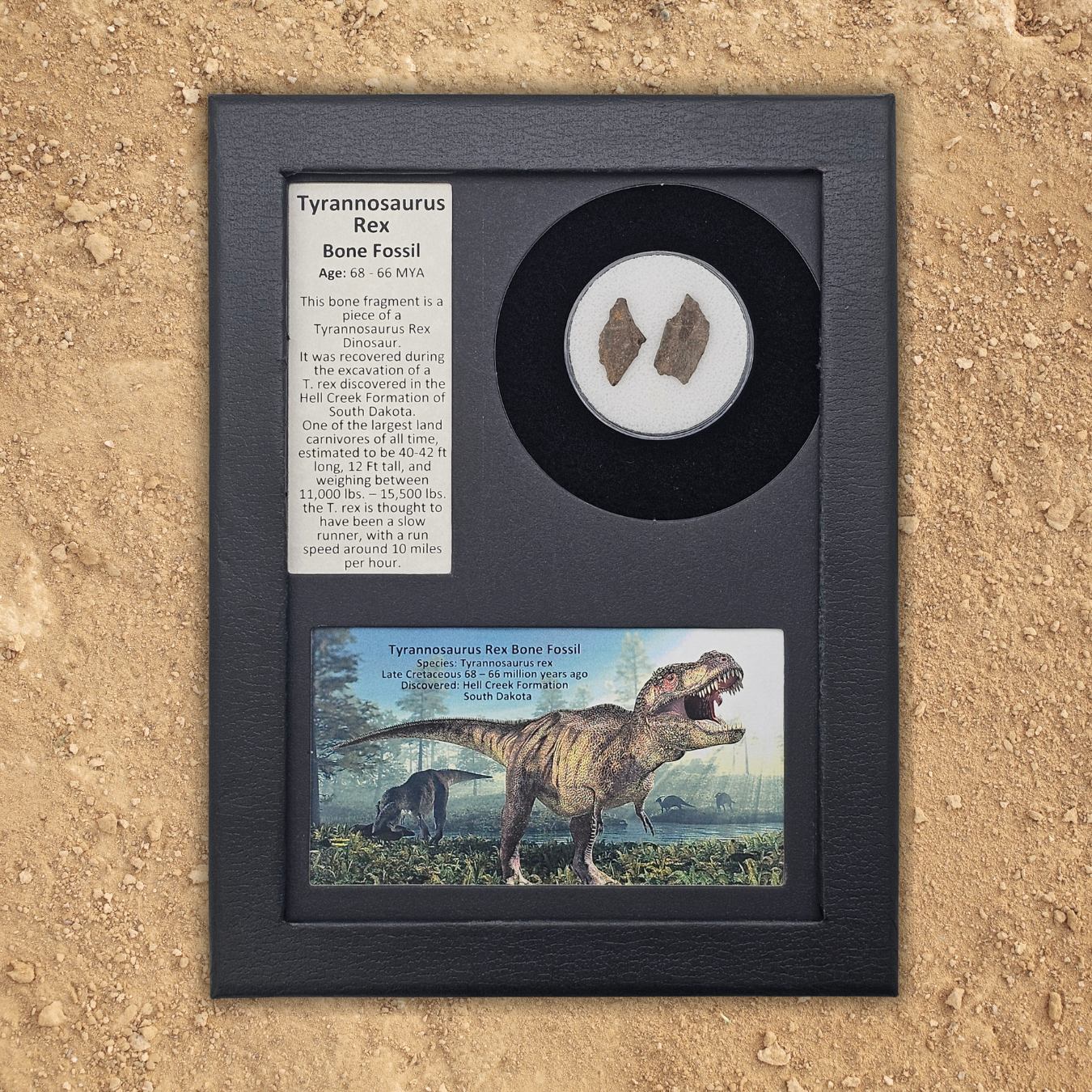Tyrannosaurus Rex Bone Fossil Display