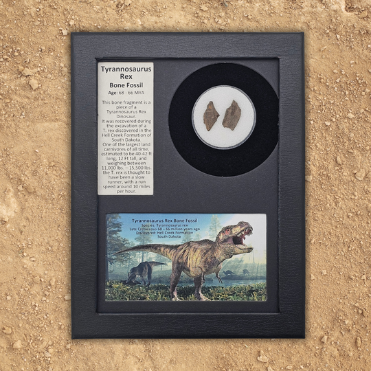 Tyrannosaurus Rex Bone Fossil Display