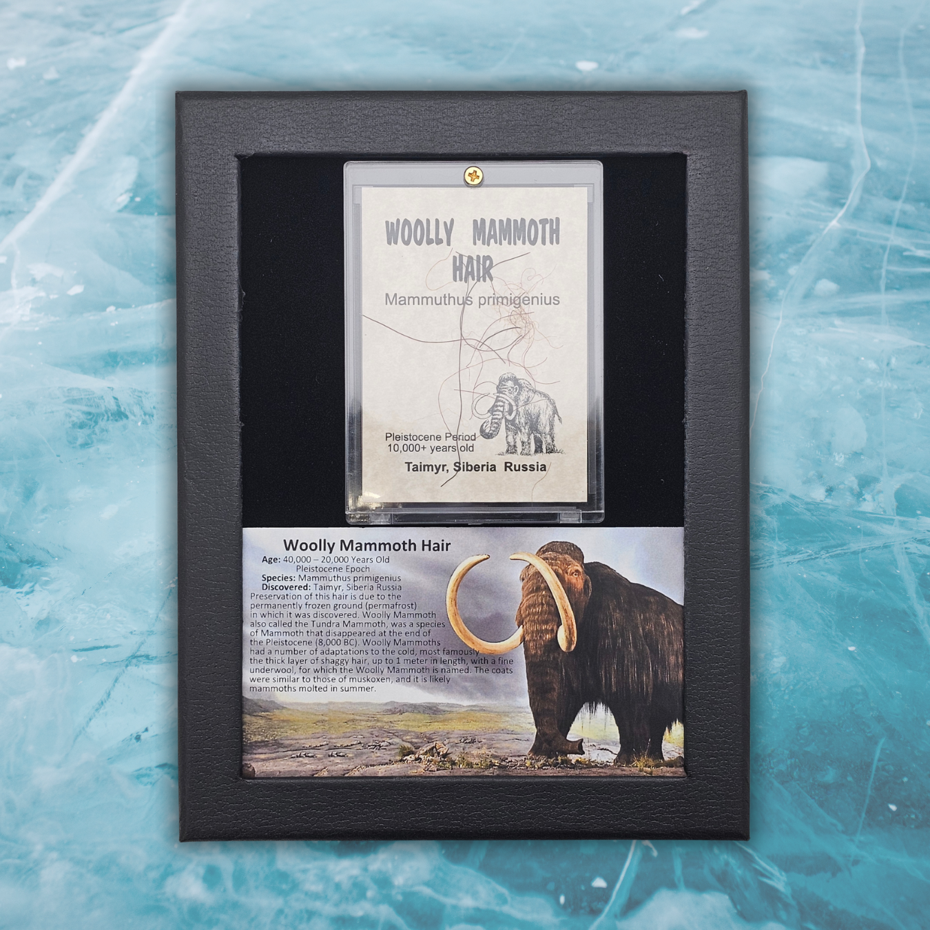 Woolly Mammoth Hair Display Frame