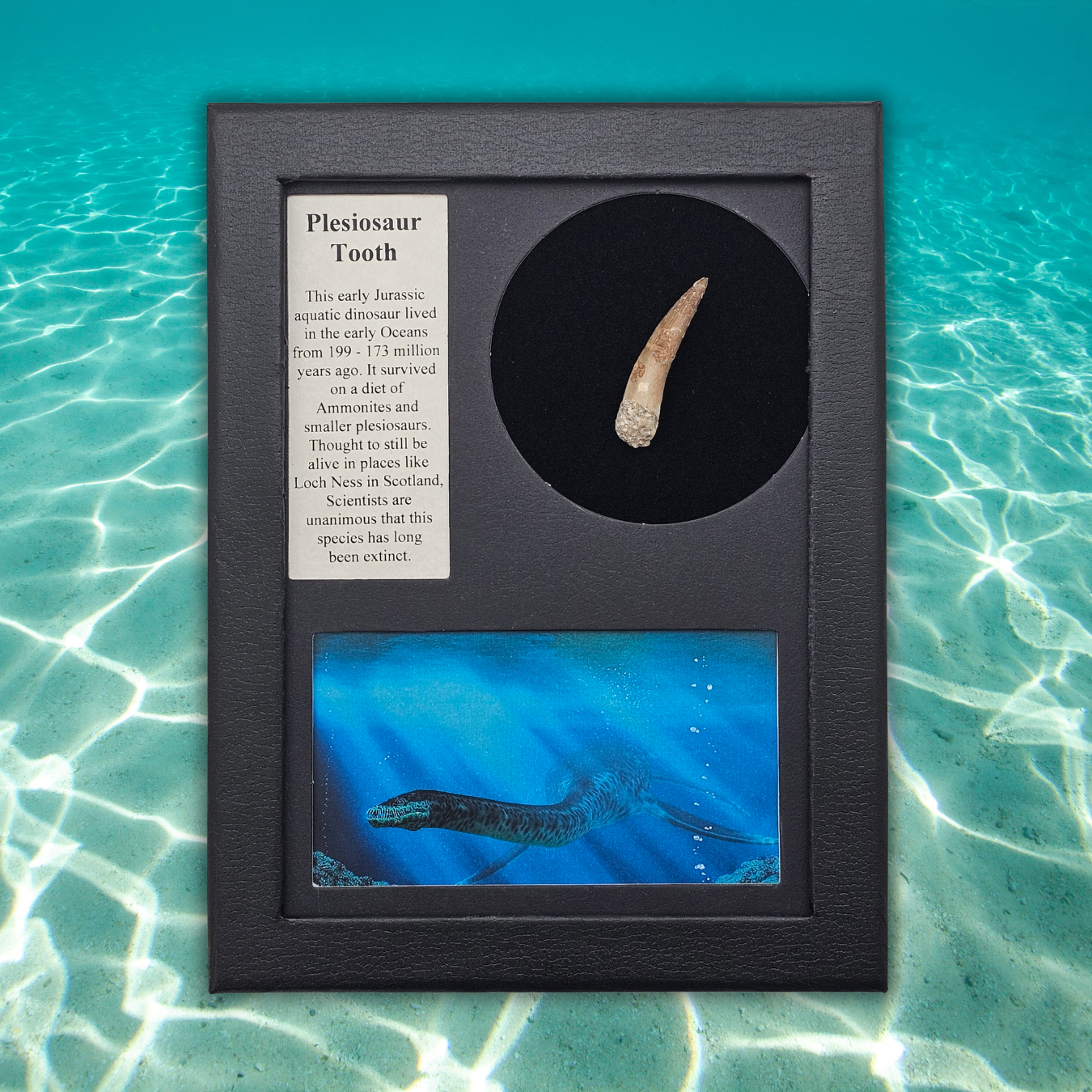 Plesiosaur Tooth Display