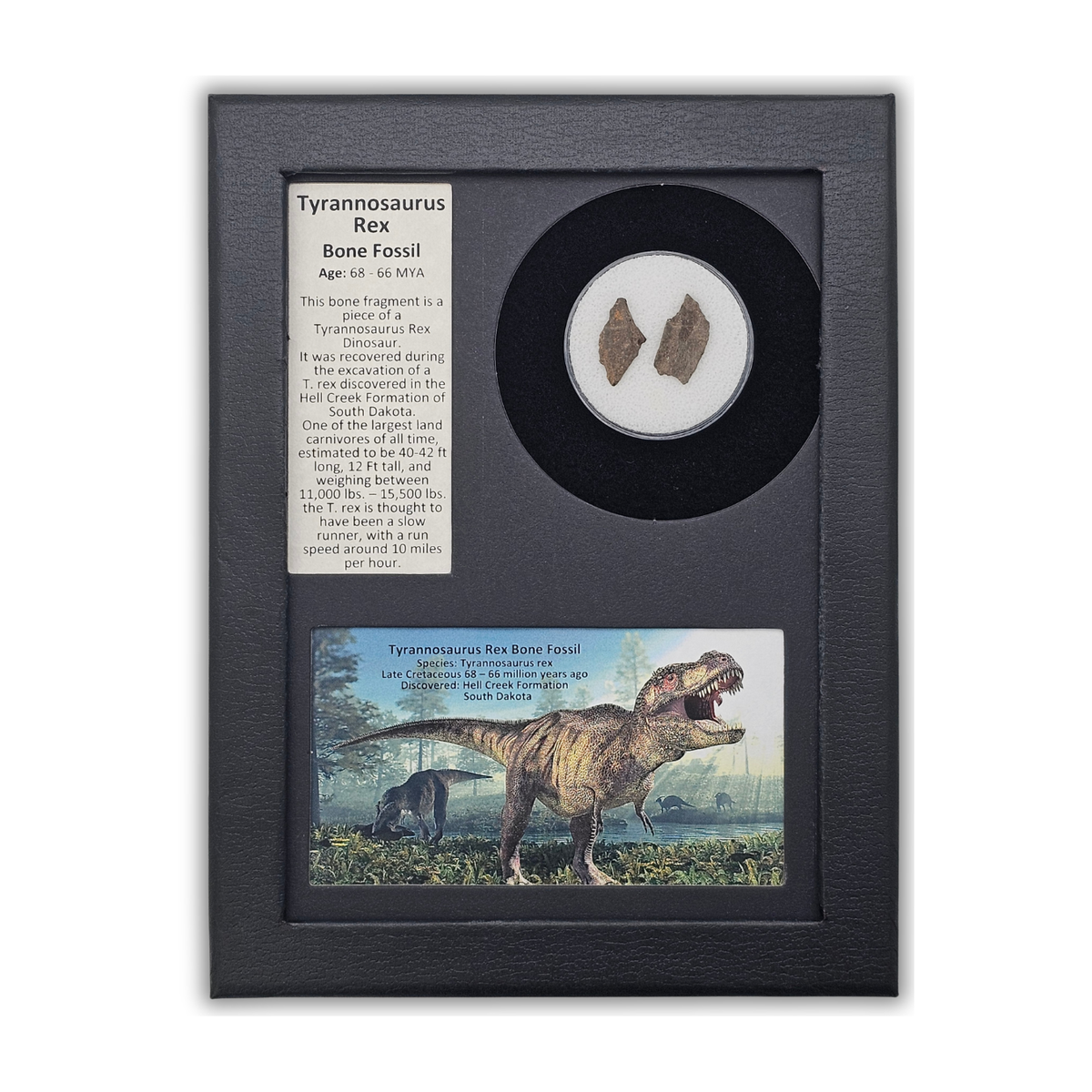 Tyrannosaurus Rex Bone Fossil Display