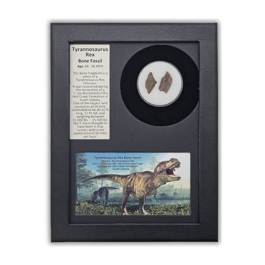 Tyrannosaurus Rex Bone Fossil Display