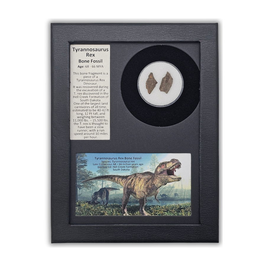 Tyrannosaurus Rex Bone Fossil Display