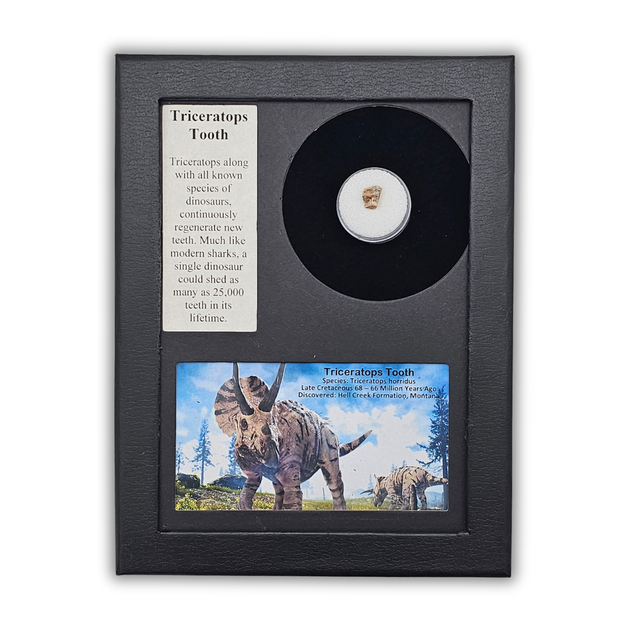 Triceratops Tooth Display