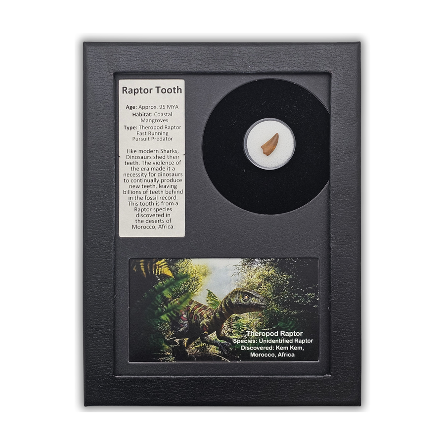 Raptor Tooth Display