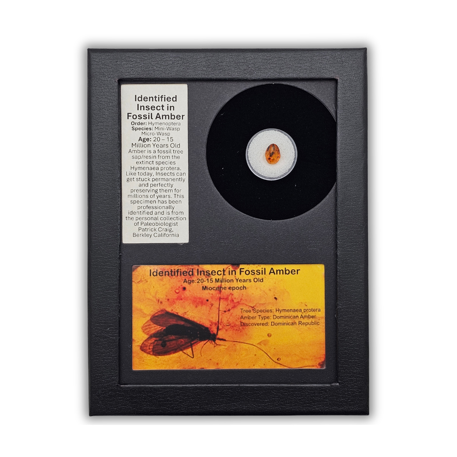 Insect in Fossil Amber Display