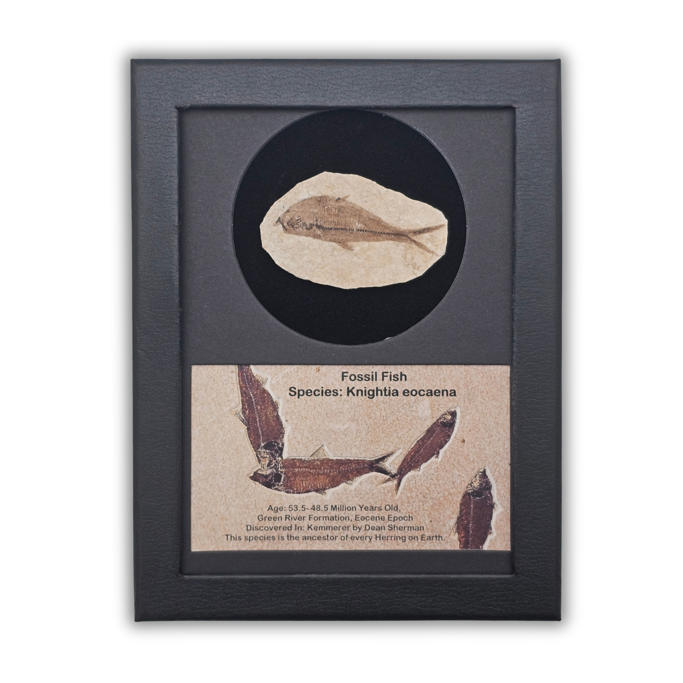 Fossil Fish Display