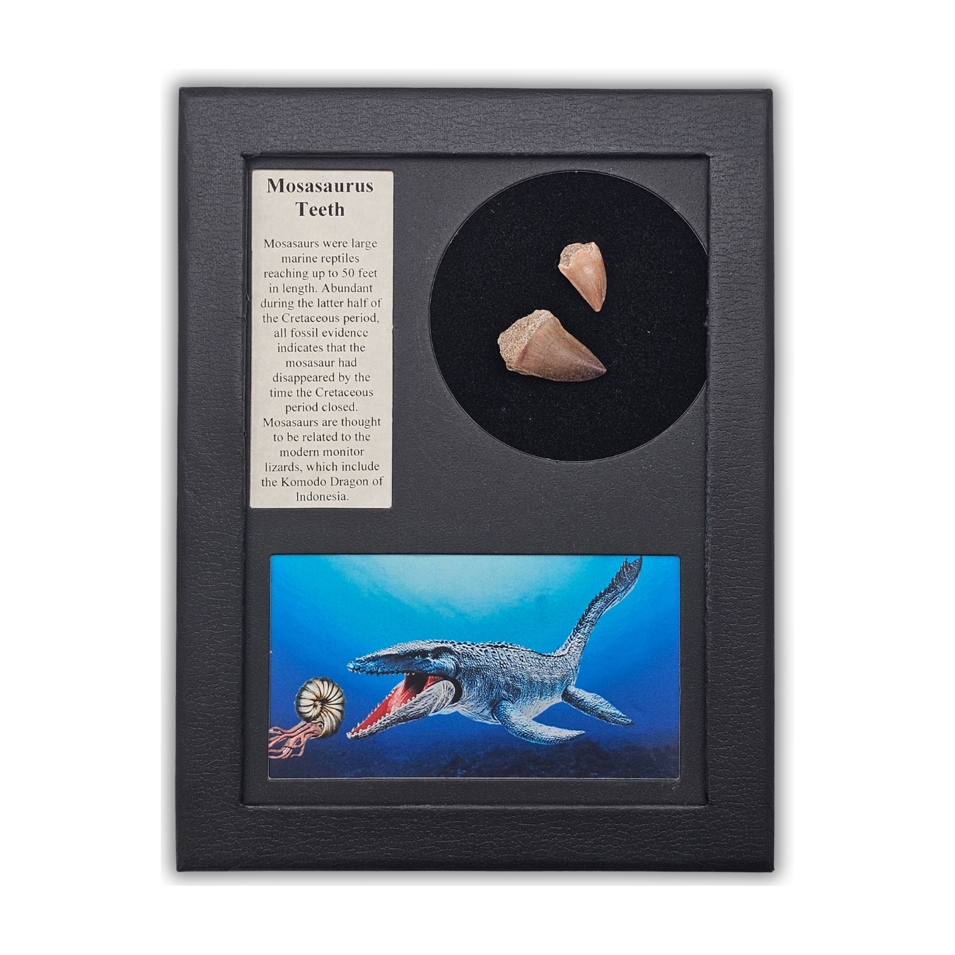 Mosasaurus Teeth Display