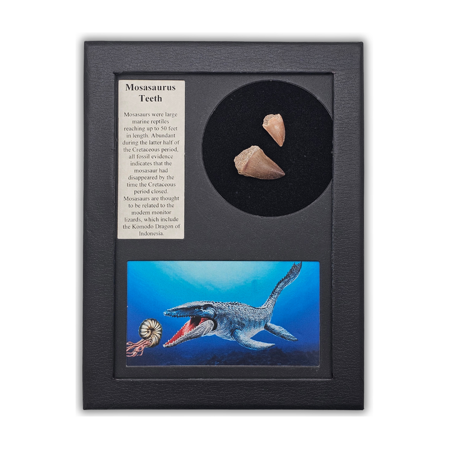 Mosasaurus Teeth Display