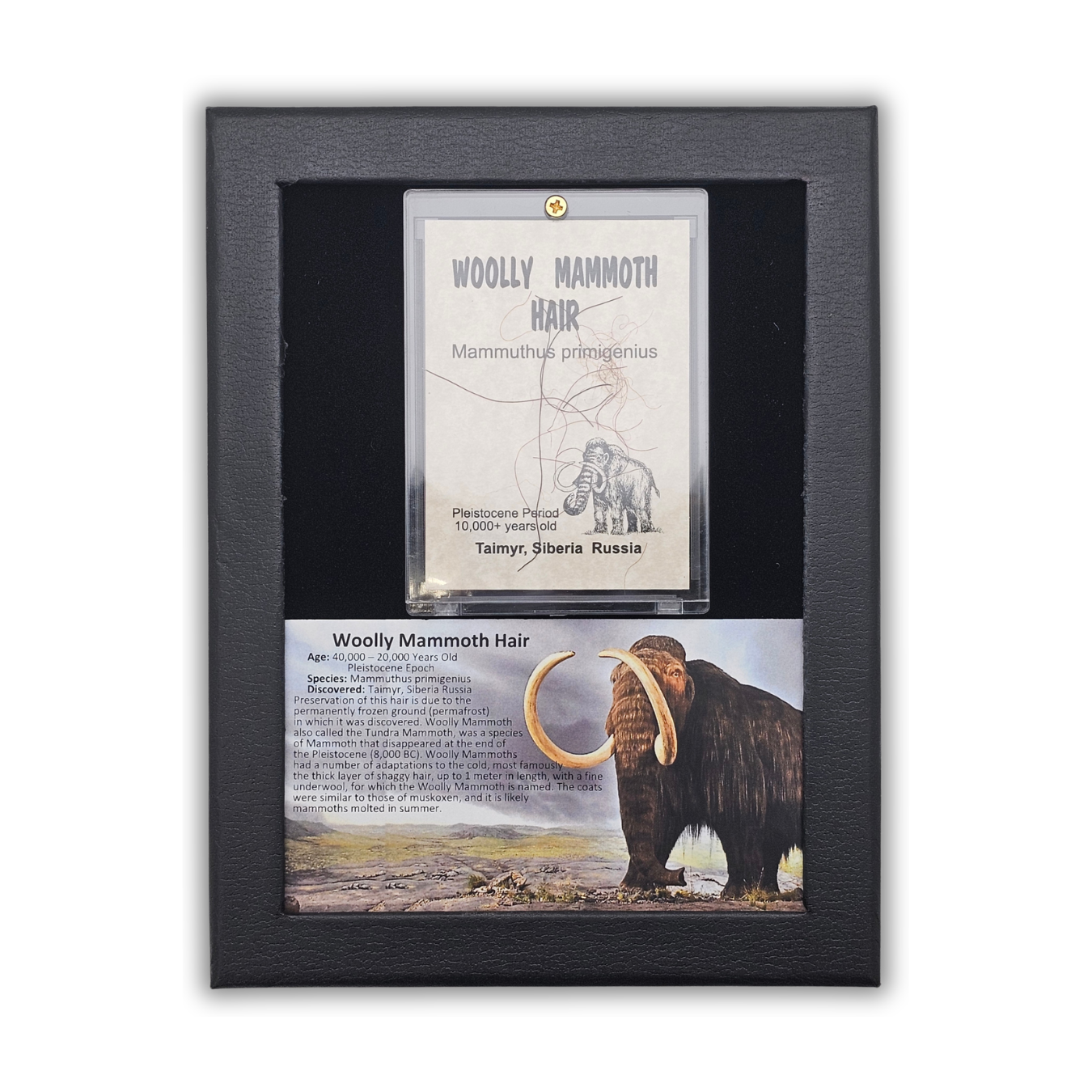 Woolly Mammoth Hair Display Frame