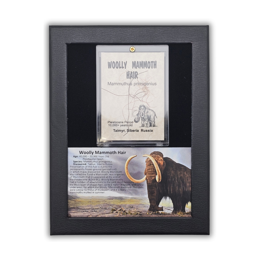 Woolly Mammoth Hair Display Frame