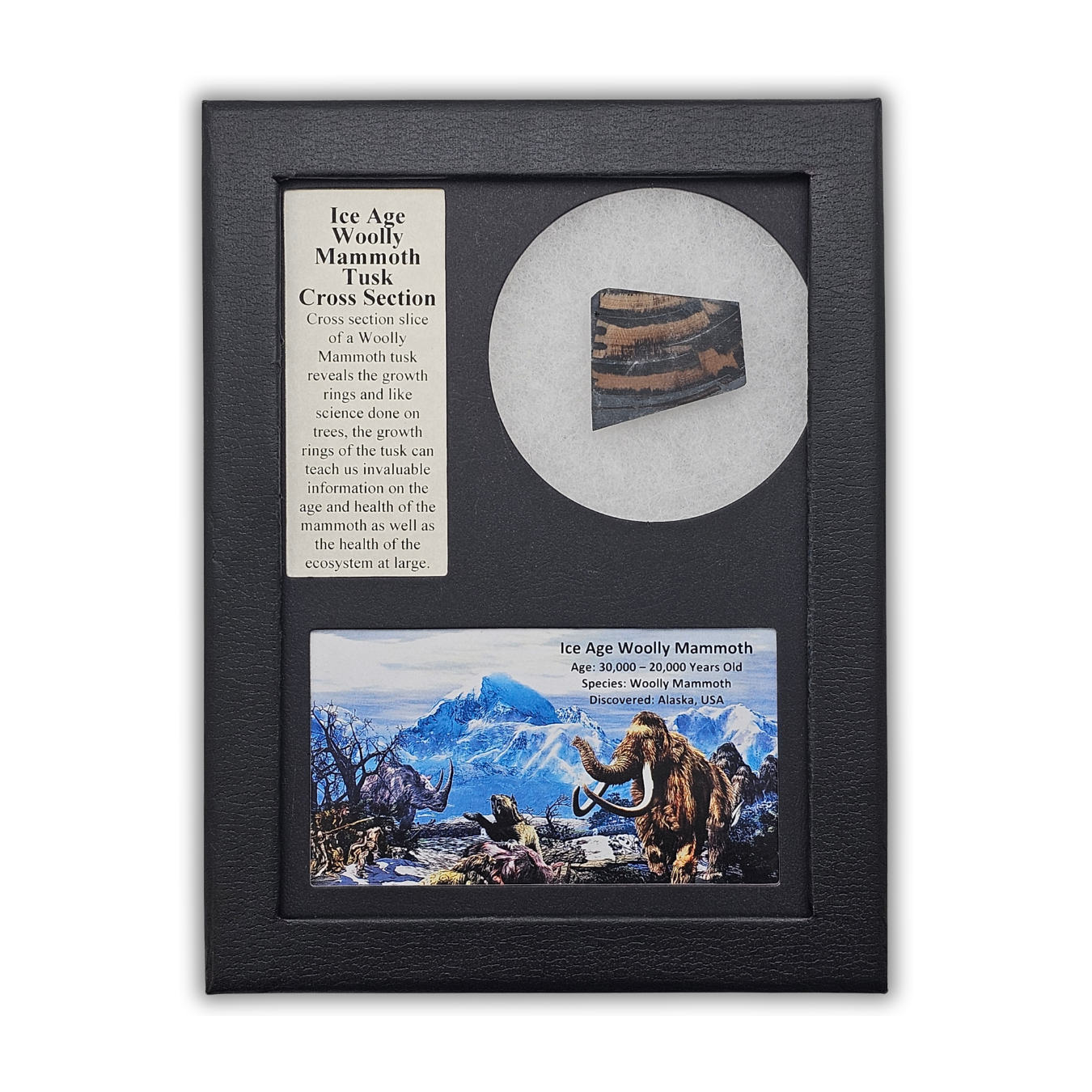 Woolly Mammoth Tusk Cross Section Display