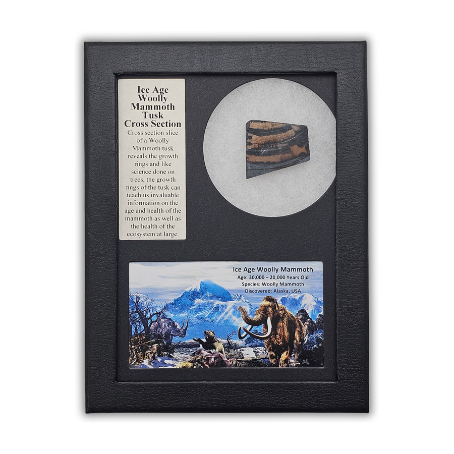 Woolly Mammoth Tusk Cross Section Display