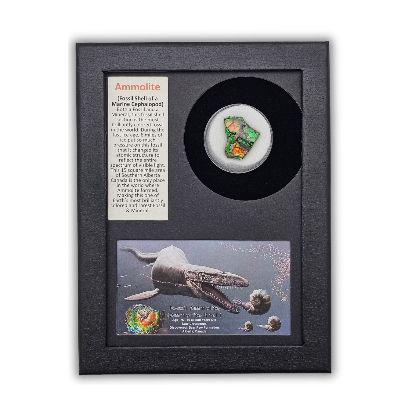 Ammolite Fossil Display