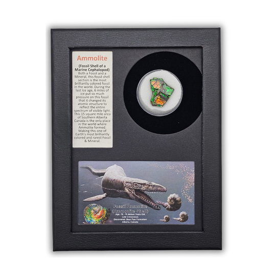 Ammolite Fossil Display
