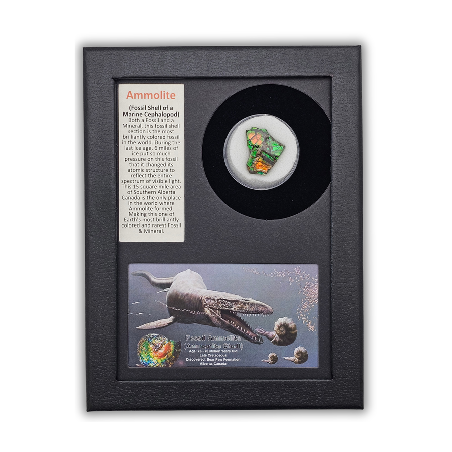 Ammolite Fossil Display