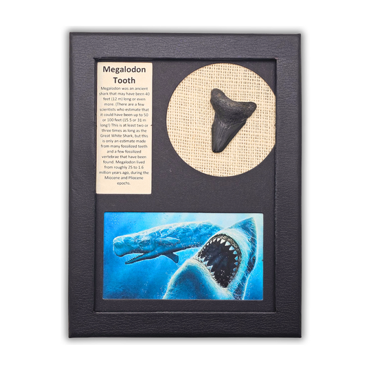 Megalodon Shark Tooth Display