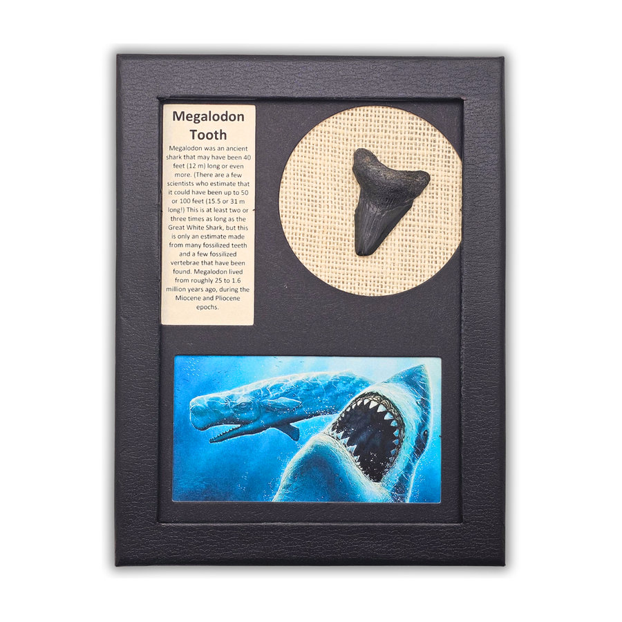 Megalodon Shark Tooth Display
