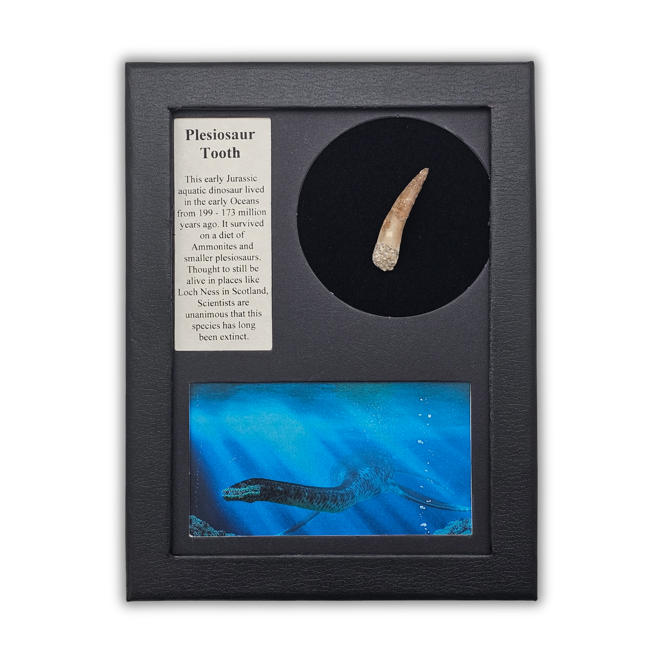 Plesiosaur Tooth Display