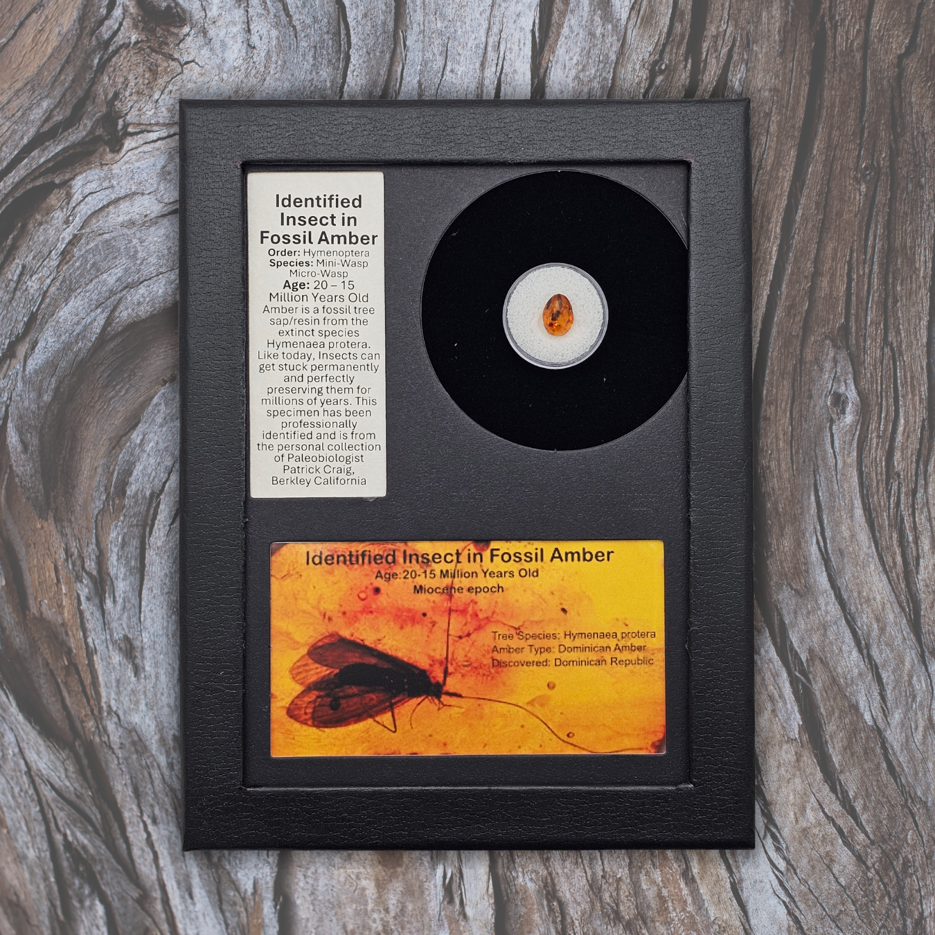 Insect in Fossil Amber Display